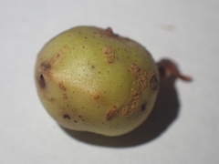 Trigonaspis megaptera