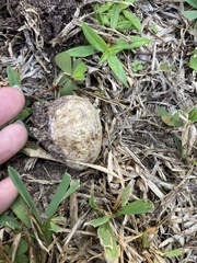 Scleroderma polyrhizum