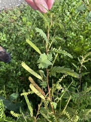 Chamaecrista fasciculata