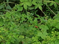 Chlosyne lacinia adjutrix