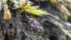 Anthocoris nemoralis
