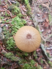 Entoloma formosum