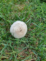 Agaricus campestris