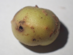 Trigonaspis megaptera