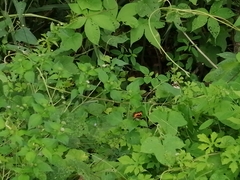 Chlosyne lacinia adjutrix