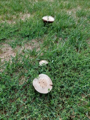 Agaricus campestris