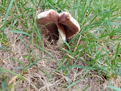 Agaricus campestris