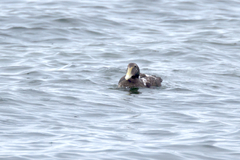 Somateria mollissima