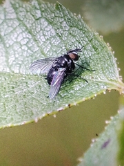 Brachycera