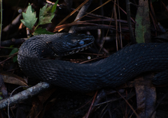 Nerodia fasciata pictiventris