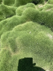 Zoysia