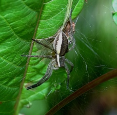 Dolomedes fimbriatus