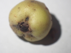 Trigonaspis megaptera