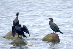 Phalacrocorax carbo