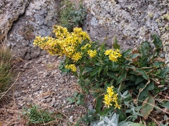 Solidago virgaurea taurica
