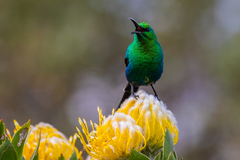 Nectarinia famosa famosa