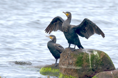 Phalacrocorax carbo