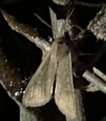 Noctuinae