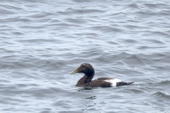 Somateria mollissima