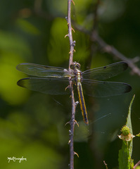 Libellula