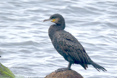Phalacrocorax carbo
