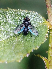 Brachycera
