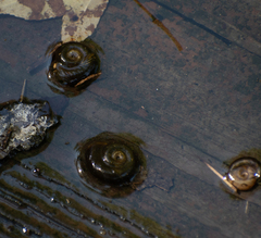 Planorbidae