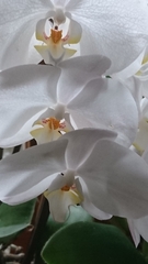 Phalaenopsis