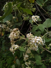 Montanoa tomentosa