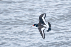 Haematopus ostralegus