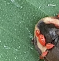 Trombidiformes