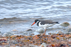 Haematopus ostralegus
