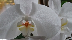 Phalaenopsis