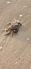 Pachygrapsus marmoratus