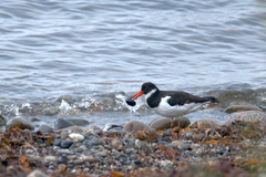 Haematopus ostralegus