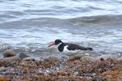 Haematopus ostralegus