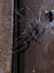 Filistata insidiatrix