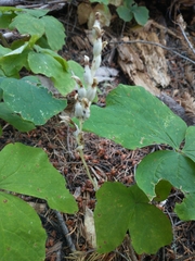 Cephalanthera austiniae