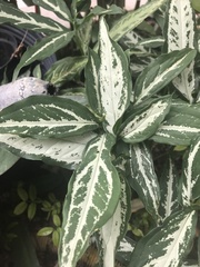 Syngonium