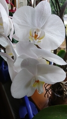 Phalaenopsis