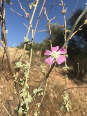 Malva unguiculata