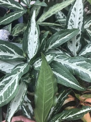 Syngonium