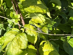 Pachydiplax longipennis