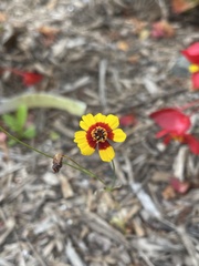 Coreopsis tinctoria