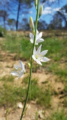 Anthericum liliago