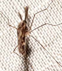 Anopheles punctipennis