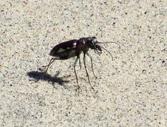 Cicindela scutellaris lecontei