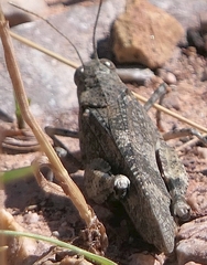 Oedipoda caerulescens