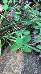 Euphorbia pubentissima