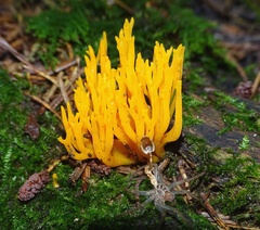 Calocera viscosa